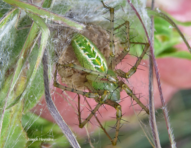 Peucetia striata